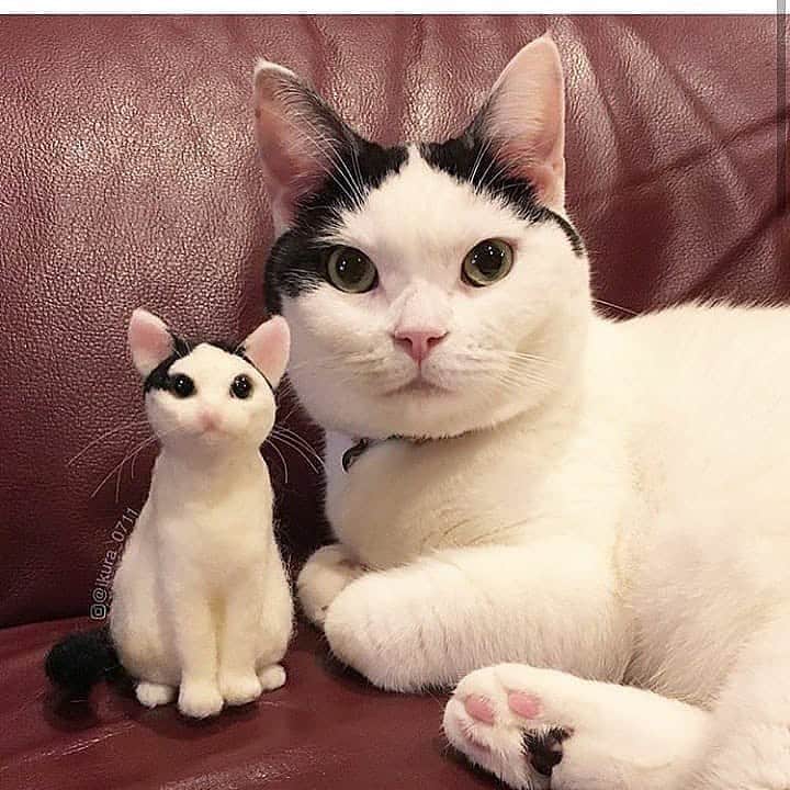 Cute Pets Dogs Catsさんのインスタグラム写真 - (Cute Pets Dogs CatsInstagram)「Two cuties 😻😸 📩 Submit your cat’s photo to our contest email to be featured! ❤️ . . . From: @unknown Notification ON 💙  #kittens_of_world and notifications ON to be featured! 😻 #kitty #cats #kedi #katze #แมว #猫 #ねこ #ネコ #貓 #고양이 #Кот #котэ #котик #кошка #catlove #catsgram #cutecat #cutecats #meow #kittycat #catinstagram #cats_of_instagram #ilovemycat #catsofig #thedailykitten #bestmeow #excellent_cats」8月2日 22時38分 - dailycatclub
