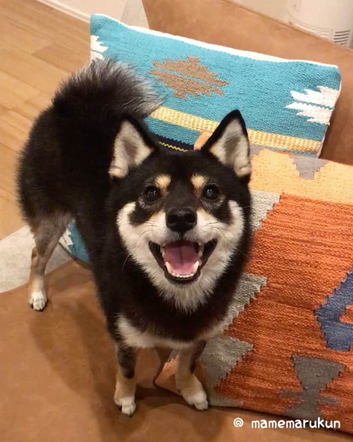 まめ丸のインスタグラム：「* * おやつ🍪がほしくて 無言の圧力をかけるぼく🐶💓 * #もってるのはわかってるんだからね #だして #まめ丸パタパタ動画 * #柴犬#豆柴#柴#黒柴#犬#いぬのきもち#shiba#shibainu#shibastagram#shibadog#puppy#instadog#dogstagram#dog#instashiba#petstagram#pet#cutepetclub#강아지#멍스타그램#doglover#ilovemydog#weeklyfluff」
