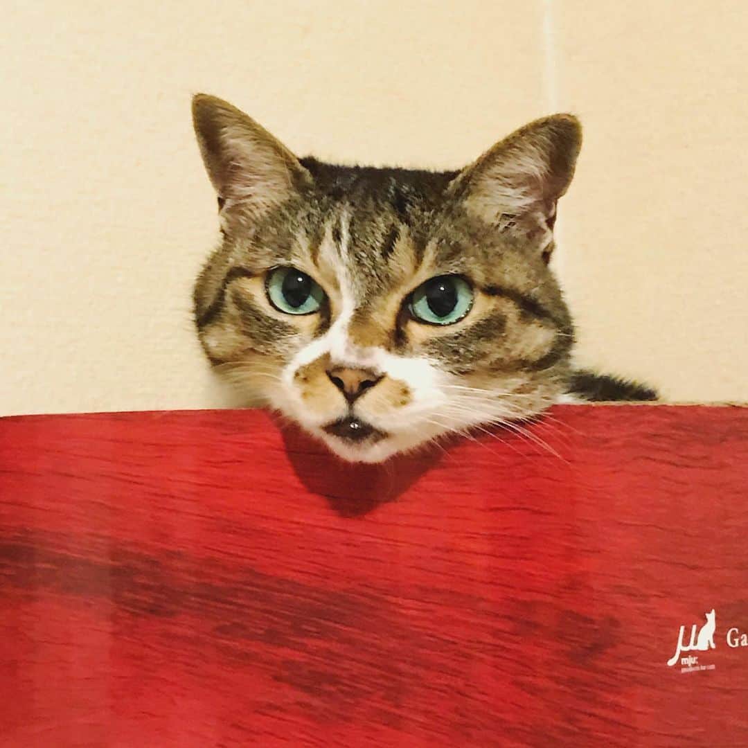 イマイアキノブのインスタグラム：「✴︎ ネコよりもネズミの方が たくさん眠るらしい  #イマイアキノブ #imaiakinobu」