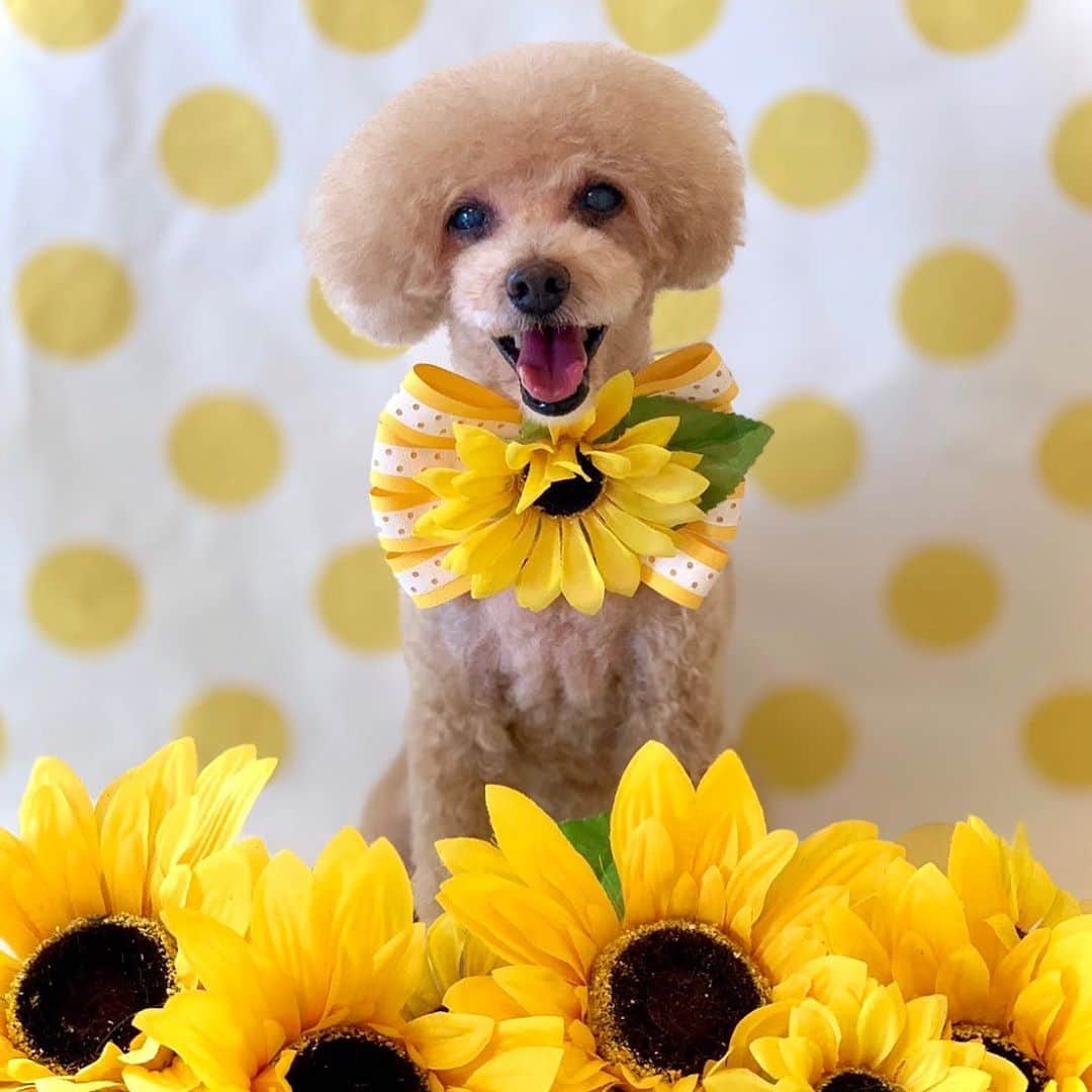 朋未のインスタグラム：「🌻  #トリミング #トイプードル #dogstagram #toypoodle #summerdog」