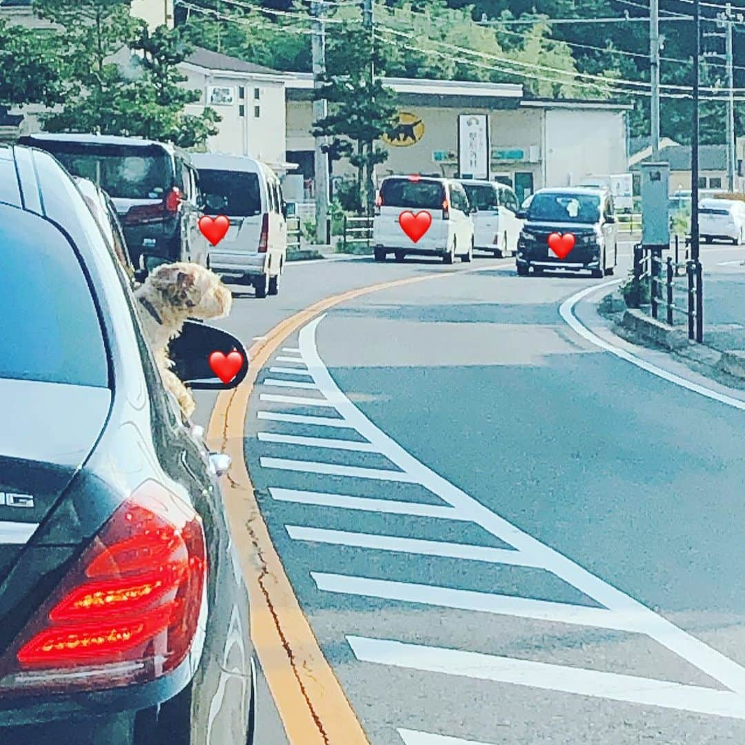 府川唯未さんのインスタグラム写真 - (府川唯未Instagram)「逗葉新道降りて、交通量も多めな夕方。目の前の車から気持ち良さそうに外を眺めるワンちゃん発見。風でパタパタと動く耳に釘付け(๑>◡<๑)💕  #日曜日  #夏休み  #渋滞  #ラブラドゥードゥル  #子犬  #釘付け  #ドライブ  #逗子葉山」8月2日 22時59分 - yumifukawa_official