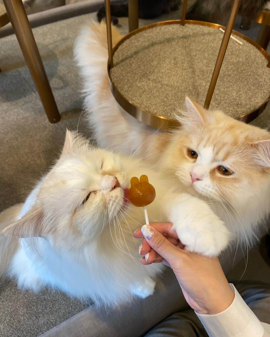 利咲のインスタグラム：「#ねこ活 ねこアイスをあげたらなぜか白い子たちがたくさん集まってきた！ もふもふで可愛くて癒しの塊💖 にゃんこは正義😽  #ねこアイス の成分ってなんだろ ねこは猫舌だけあってアイスが好きらしい🍨  #猫カフェ #ねこカフェ #癒し #もふもふ #ねこすたぐらむ #ねこのいる生活 #ねこ #catcafe #cat #にゃんこ #ねこ好き #猫好き #美猫 #猫祭り #マンチカン #スコティッシュフォールド #エキゾチックショートヘア #ふくまる #ちゃおちゅーる  ねこが #蜜です #3蜜 #ねこ蜜」