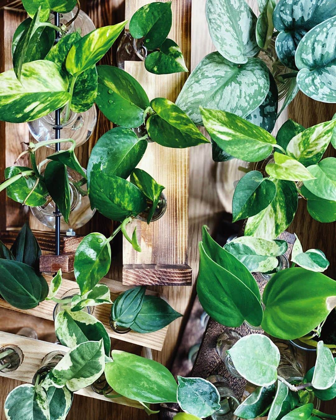 鄭碧瑩のインスタグラム：「Sunday pick-me-up, these stations are taking over my laundry space. #whatspropagating . . . .  #plantstagram #plantsofinstagram #houseplants #plantsmakepeoplehappy #botanical #instaplants #plants #foliage #leaf #plantflife #springintoplants #plantlady #plantpotters #crazyplantlady #houseplantclub #helloplantlover #plantshelfie #houseplantsofinstagram #houseofplantlovers #junglecollective #vsco #vscogram #vscocam #vscogrid #vscoplants #gardeningsg #urbanjunglebloggers #sgplantclub #plantnerd」
