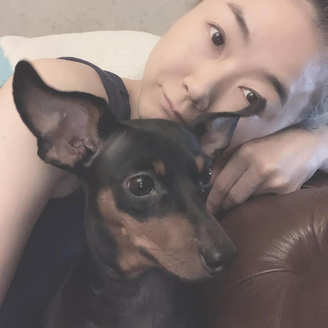 岸本佳子さんのインスタグラム写真 - (岸本佳子Instagram)「YKがグルーミングに行ってます。数時間ですが家にいないと寂しいですね。静かすぎる。#dog #minipin」8月2日 16時04分 - yoshico_kishimoto