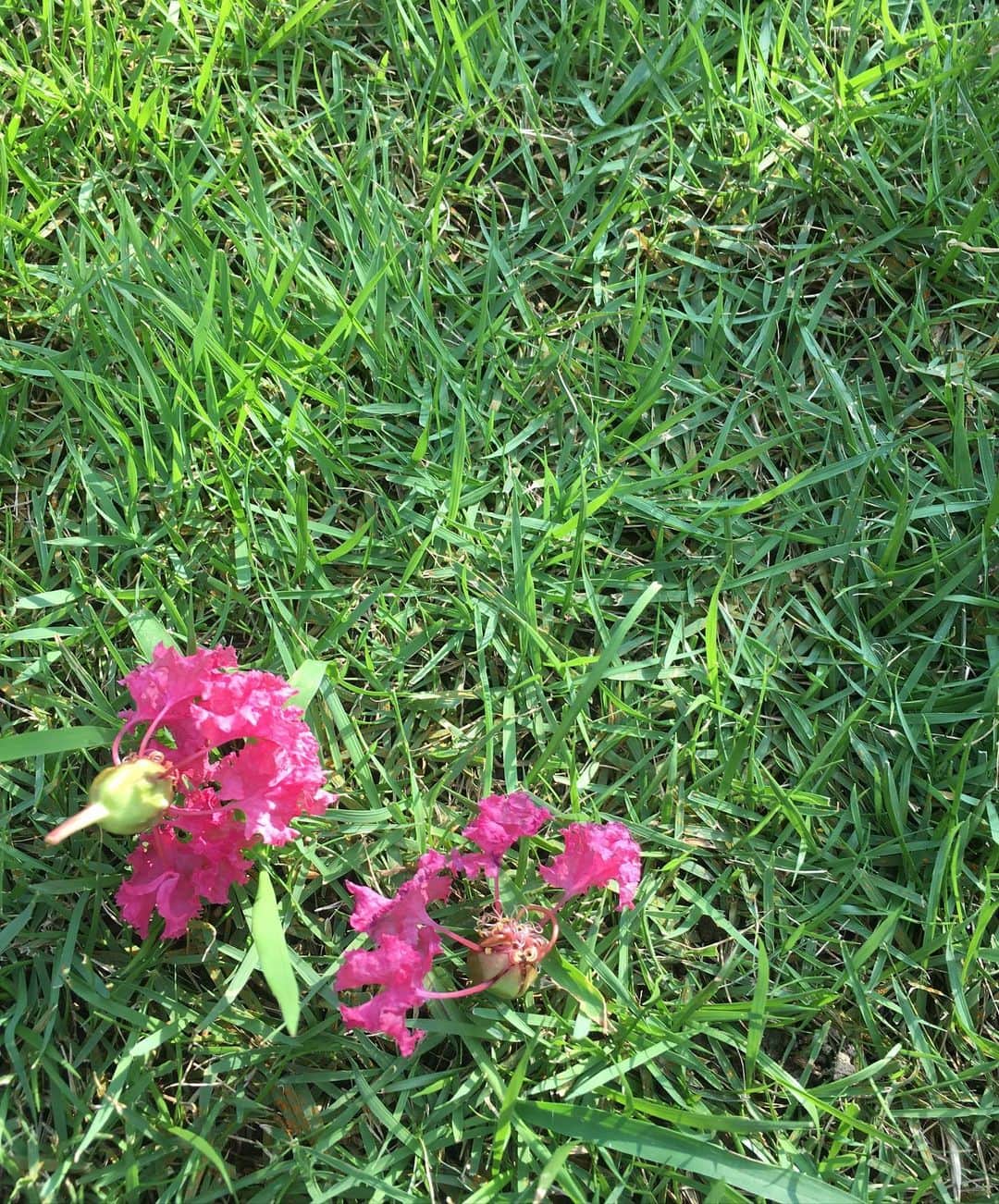 川江美奈子さんのインスタグラム写真 - (川江美奈子Instagram)「サルスベリが今年も咲きました 枝の感じ、葉の感じ、そして この鮮やかなピンクのほろほろが大好き‥  #百日紅」8月2日 16時22分 - minakokawae