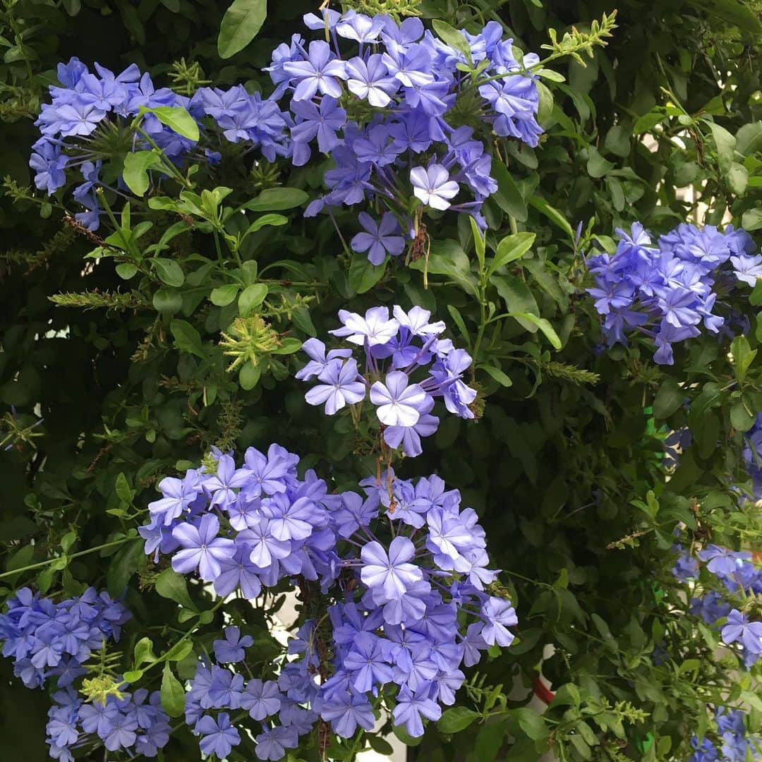 江崎ななほのインスタグラム：「8月になりましたね この花家の近くで年中咲いてる気がするんだけど(それはない)なんの花なんだろう、紫陽花に似てるけど違う 形も色も可愛くて好き」