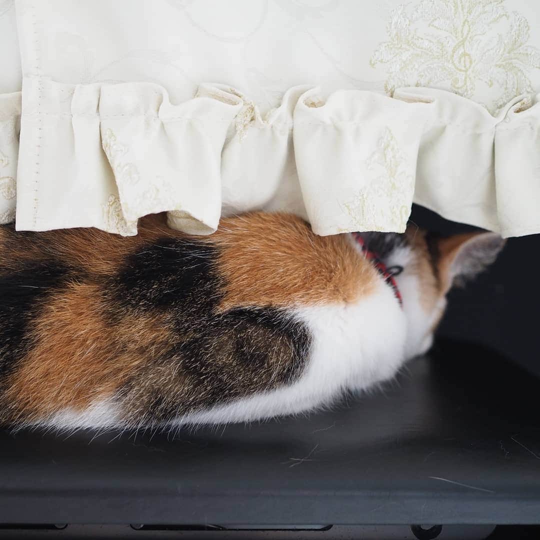 のインスタグラム：「2020/08/02 可愛い寝顔を撮りに行ったはずなのに…😅 * #cat #catsofinstagram #instacat #calico  #weeklyfluff #excellent_cats #bestmeow #三毛猫 #ふわもこ部 #ブヒブヒ倶楽部・#あご肉部 マネージャー #IGersJP #eclatcat #ペコねこ部 #スタペグラム #猫びよりプラス #nyancon01 #sippo #朝ワンコタニャンコ #シブにゃん隊over10 #🇯🇵 #❤️」