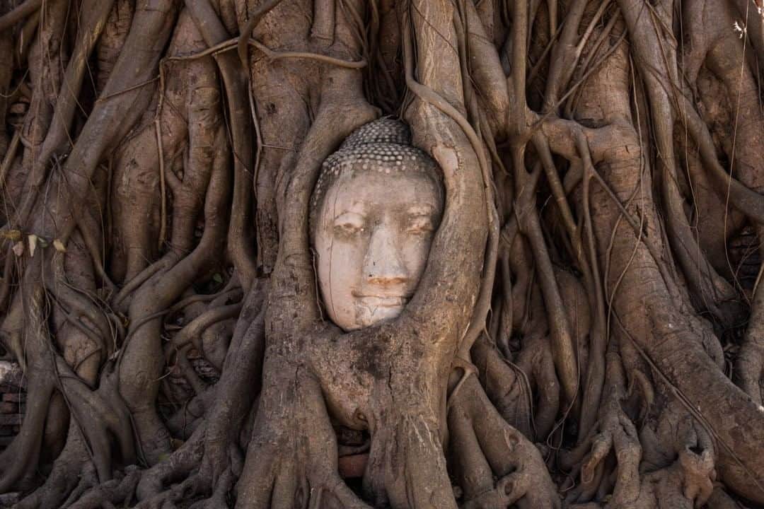 National Geographic Travelさんのインスタグラム写真 - (National Geographic TravelInstagram)「Photo by @amandamustard  The twisted roots of a banyan tree hold the head of a Buddha statue at Wat Mahathat in Ayutthaya, a sprawling UNESCO World Heritage site north of Bangkok, Thailand. Nobody quite knows how the head got here, but it happened sometime in the rich historical era of Ayutthaya (1350-1767), which saw the reign of 33 kings.」8月2日 17時08分 - natgeotravel