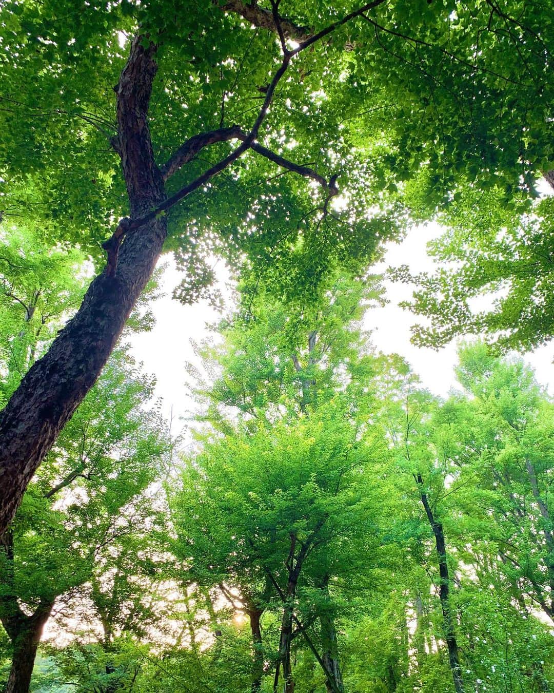 のインスタグラム：「瞑想をしたり、 リラックスしましょ🍃 maintenant = now  いまここにある事を意識する🧘‍♀️✨ ウォーキングや筋トレを継続してるお陰で代謝が良いです😄✨」