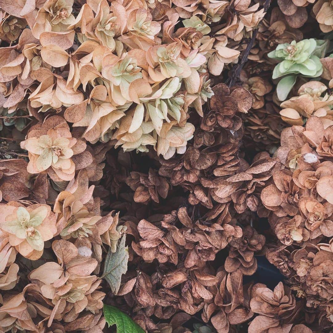 藤原美智子さんのインスタグラム写真 - (藤原美智子Instagram)「・ 何やらドラマティック？なpicと思いきや、紫陽花の花殻を摘んだのをゴミ袋に入れてたら、「綺麗だなぁ」と思ってズームして撮ったもの😅  寄って美しいものもあるし、全体を捉えたほうが美しいものある…。  雨季が終わったとたん、庭仕事が待っている現実😓 #ガーデニング #ガーデニング備忘録 #紫陽花  #藤原美智子 #fujiwaramichiko #ladonna #michikolife」8月2日 17時34分 - michiko.life