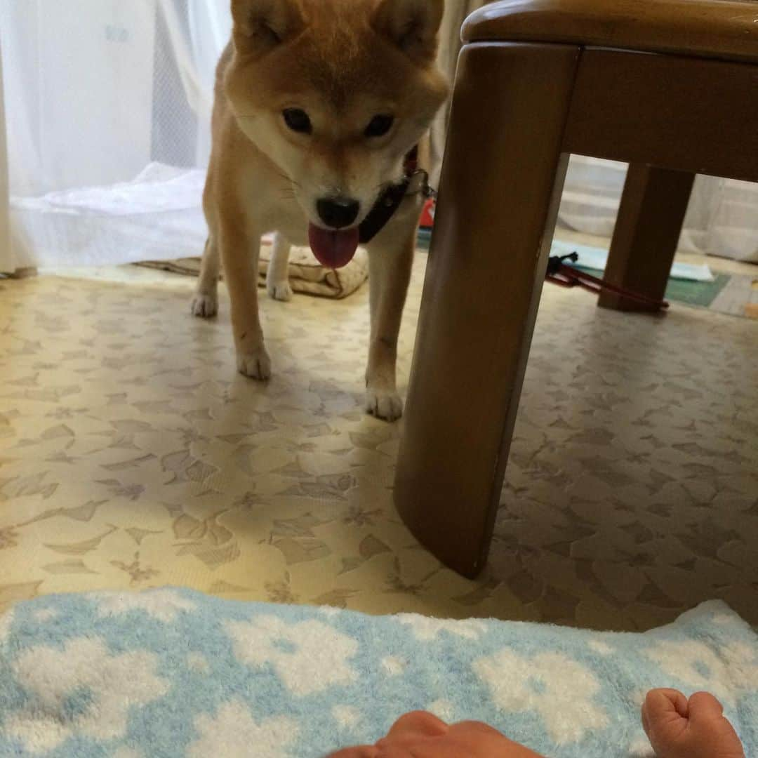 いなりさんのインスタグラム写真 - (いなりInstagram)「いなちゃんはもう立派な柴犬なんだけどさ！ 2歳の夏ぐらいまではみんな豆柴と思っていたから正直、驚いたよ。 ✩.*˚ 騙されたなんて思ってないよ！ サプライズ上手だな〜って思ってるよ♡(๑>؂•̀๑)=͟͟͞͞ ☆ ✩.*˚ @yomogi1217 のよもちゃんのママみたいにYahooからフリー画像を拾ってきてないからね！www ②、③は正真正銘のいなちゃんです♡ ✩.*˚ #豆柴時代 #痩せたら豆柴 #驚かせてしまったようだね #いなりの本気  #柴犬いなり #柴 #しば #しばいぬ #日本犬 #いぬバカ部 #柴犬ライフ #サンデイ #犬 #pecoいぬ部 #shiba #shibainu  #shibadog  #shibarbucks #shibastagram #japanesedog #shibainulife」8月2日 17時40分 - shibainuinari