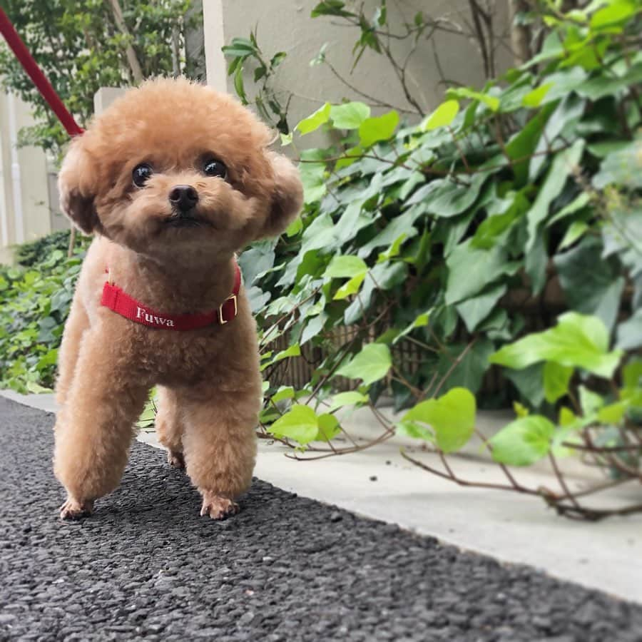 ふわさんのインスタグラム写真 - (ふわInstagram)「#toypoodle#toypoodlegram#dogsofinstagram#doglover#doglife#instadog#dog#fuwamama#ふわもこのふわ#ふわ#といぷーどる#トイプードル#ふわもこ部#犬バカ部#親バカ部#犬のいる暮らし#ハーネスとリードが赤だから#カズレーザーさんみたいと言われた犬」8月2日 18時07分 - huwayama