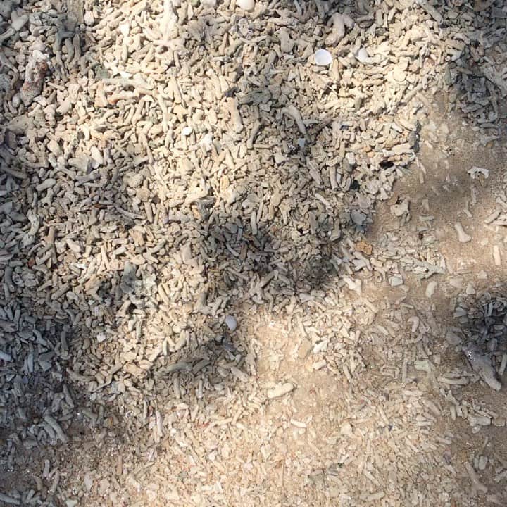 ベックスロックスのインスタグラム：「Stop, listen, replay. 🌊🐚」