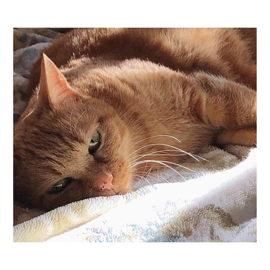 理絵さんのインスタグラム写真 - (理絵Instagram)「🤍🧡🤎  #cat #gatto #고양이 #猫 #ねこ #ネコ #茶とら #茶トラ #tokyo #japan」8月2日 18時34分 - ____rie____