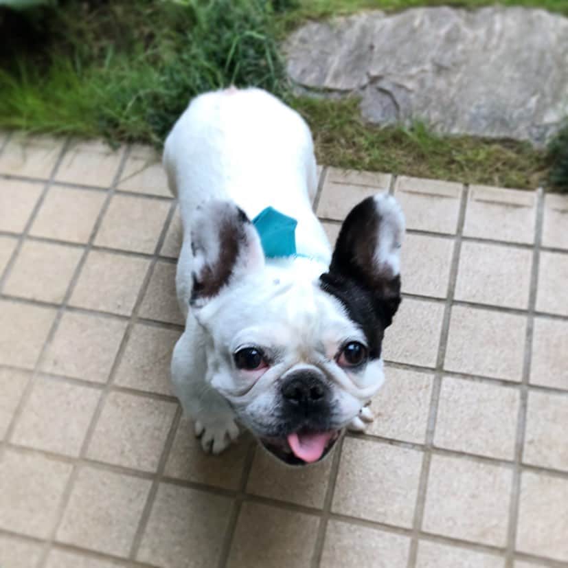 進藤やす子のインスタグラム：「✳︎ あっという間に帰ってきた！ 20mしか歩かなかったらしい😂 . . #気まぐれ #ふうちゃんぽ🐾 笑 #ふうこ日記 #ふうちゃん🐼 #ふがれす卒業生 #保護犬出身 #元保護犬 #フレンチブルドッグ #フレンチブルドッグパイド」
