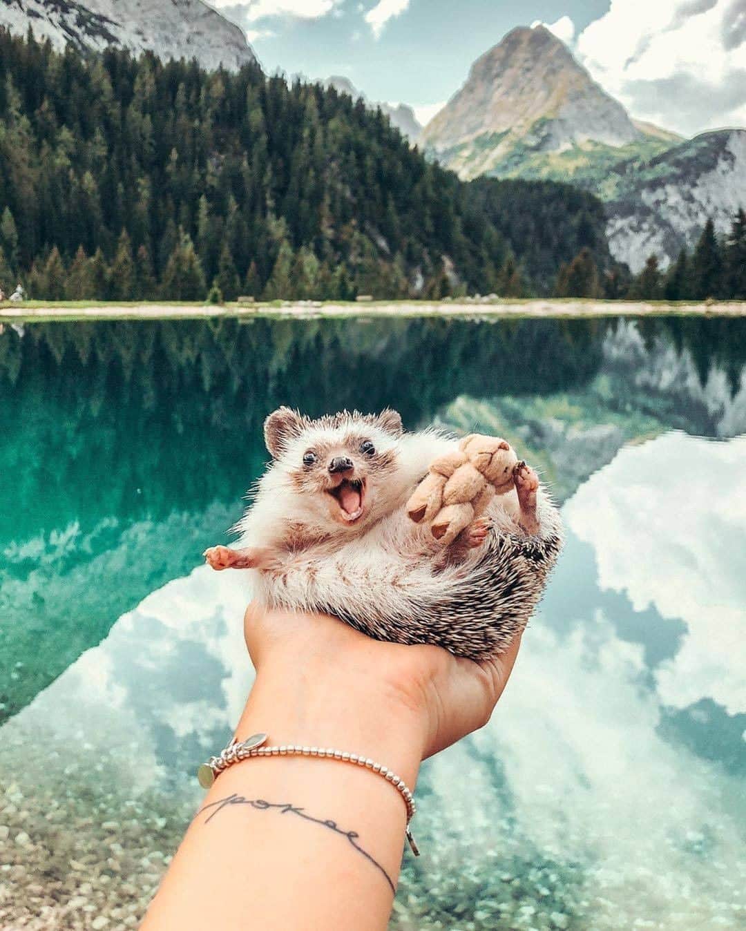 Discover Earthさんのインスタグラム写真 - (Discover EarthInstagram)「Discover the world's cutest adventurer : @mr.pokee the hedgehog 🦔💙  🌐 #discovertheworld  #hedgehog #cuteness #mountains」8月2日 19時00分 - discoverearth
