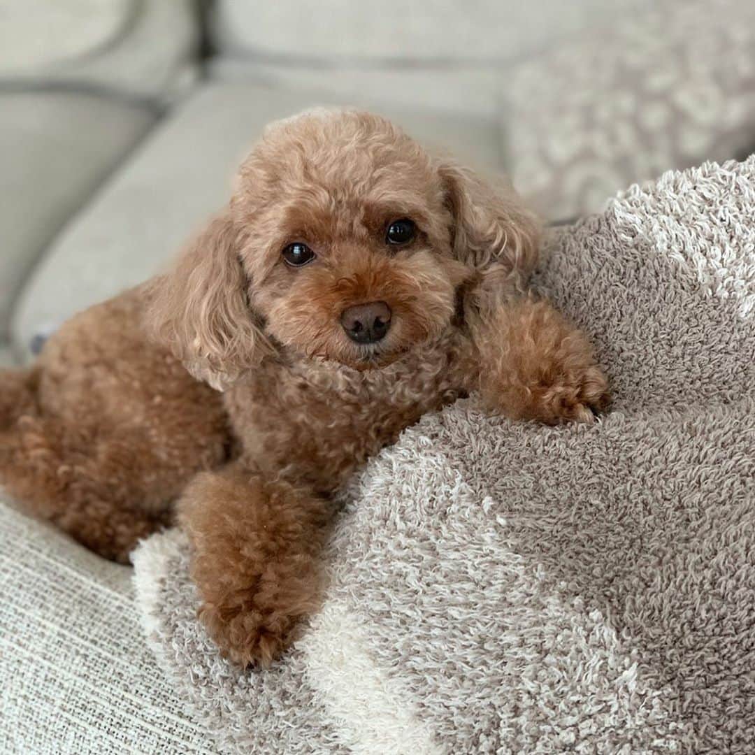 のインスタグラム：「. かわいいの〜🥰 . 見つめられたらヤバイね🐶笑 . エサか？オヤツか？散歩いきたいのか？笑笑🤣 . #トイプードル #犬 #ココ #ポートレートトイプー #dog #癒し #体にくっついてきたら暑いけど許す #あるある」