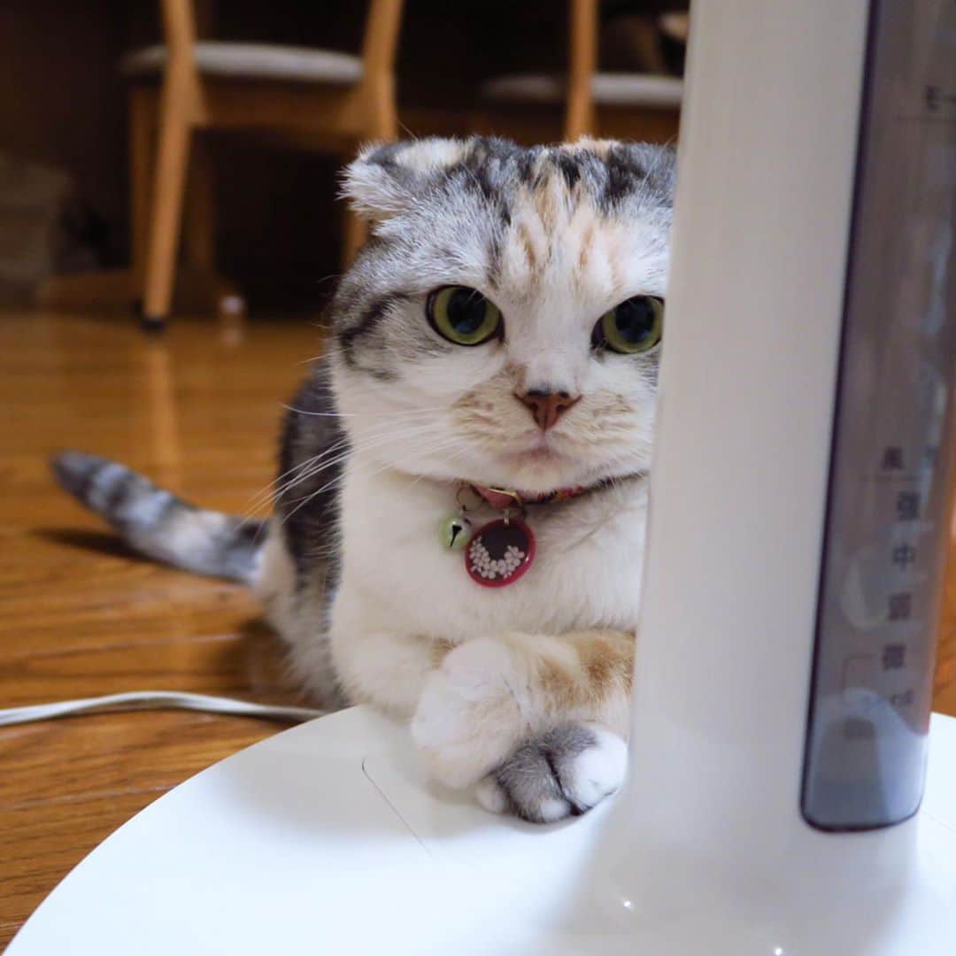 のインスタグラム：「じっくり話を聴いてあげるにゃよ😼✨  #cat #scottishfold #猫 #スコティッシュフォールド #三毛スコ友の会」