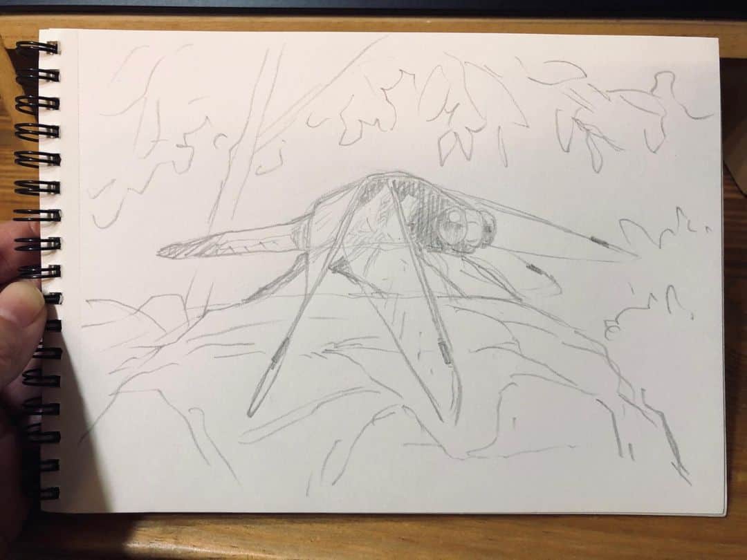 平松禎史のインスタグラム：「本日の楽描き。 露天風呂にいっぱい飛んでたシオカラトンボ。ゆーっくり近づいてまじまじ見たらかっこよかった。」