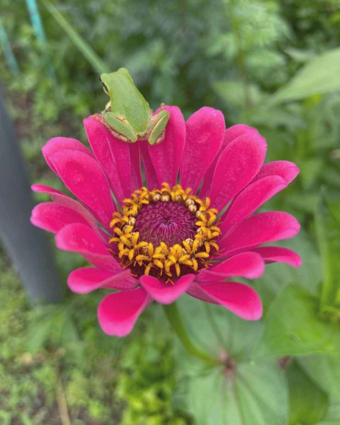 早川真生さんのインスタグラム写真 - (早川真生Instagram)「ママから送られてきたカエル🐸🌼﻿ 実家の庭の花にいたんだって﻿ 可愛い🥺♡﻿ ﻿  #苦手な人いたらごめんね﻿ ﻿ ﻿ #梅雨明け#2020#summer」8月2日 19時17分 - hayakawa_mai