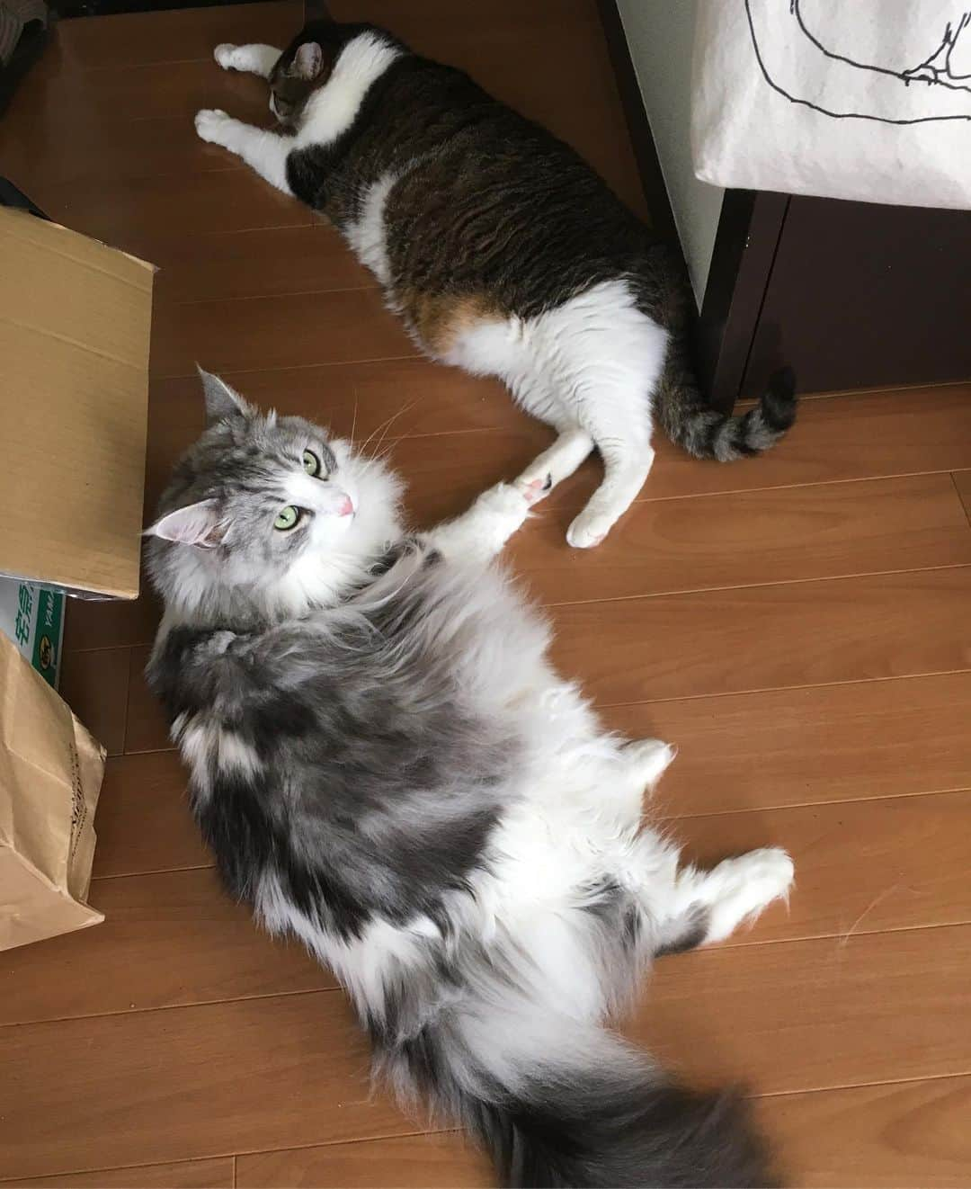 lululukululuさんのインスタグラム写真 - (lululukululuInstagram)「うちの子達  lulu&kululu😽❤︎😽 暑いから クーラーつけて❣️ #ねこ#ネコ#猫#cat」8月2日 19時28分 - tajitajicat