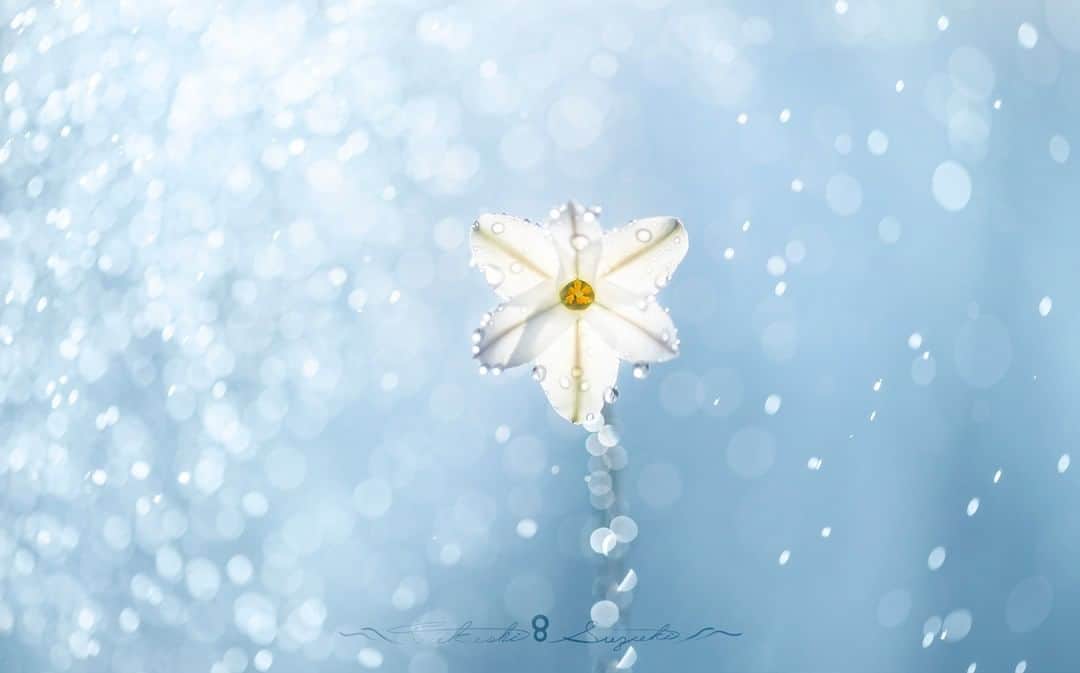 花の写真館のインスタグラム：「Photo by Takashi Suzuki.⠀ .⠀ Original Post[投稿いただいたURL]⠀ https://www.facebook.com/photo.php?fbid=1543823699117486⠀ .⠀ 本アカウントは、 #私の花の写真 をつけてInstagramに投稿された皆さまの花の写真や、「花の写真館」Facebookページで投稿された花の写真を紹介します。⠀ 「花の写真館」Facebookページは、「 @floral.photograph 」のプロフィールにあるURLからご覧ください。⠀ .⠀ ※各自、政府、自治体など公的機関の指示に従った行動をお願いします。⠀⠀ 東京カメラ部および分室では、写真を「見る楽しみ」を提供することを通して、微力ながら皆様にわずかな時間でも癒しをお届けしたいと思っております。⠀ ※本アカウントは東京カメラ部がFacebook、Instagramのサービスを利用して運営しているもので、Facebook社・Instagramとは一切関係ありません。⠀ .⠀ #花の写真館 #floralphotograph #floralphoto #flower #flowers⠀ Follow: @floral.photograph」