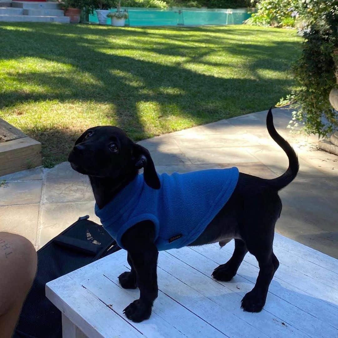 Blonde Saladさんのインスタグラム写真 - (Blonde SaladInstagram)「WELCOME DEXTER🖤 @dualipa and @anwarhadid just adopted this beautiful puppy! Well done guys! #theblondesalad #dualipa #adopt」8月2日 19時48分 - theblondesalad