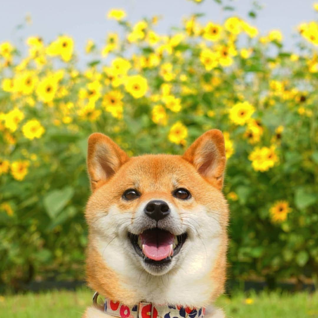 のインスタグラム：「名城公園のヒマワリ🌻 すんごく綺麗でした✨ . アメブロもぜひ見に来てね❣️ (プロフィールのリンクから飛べます💡) . #名城公園 #ひまわり #柴犬コマリ #柴犬 #日本犬 #いぬのきもち #pecoいぬ部 #shiba #shibainu #shibadog #shibalove #shibastagram」