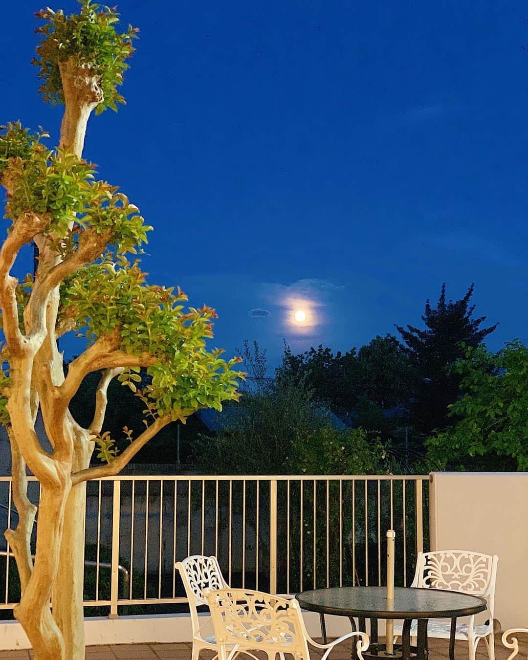 福田萌子さんのインスタグラム写真 - (福田萌子Instagram)「The beautiful moon from my garden 🌕🥀🐇 お庭のサルスベリが月明かりに照らされて妖艶に佇む様子がまた美しい✨ - #themoon #beautifulmoon #beautifulmoonlight #月明かり」8月2日 20時26分 - moekofukuda