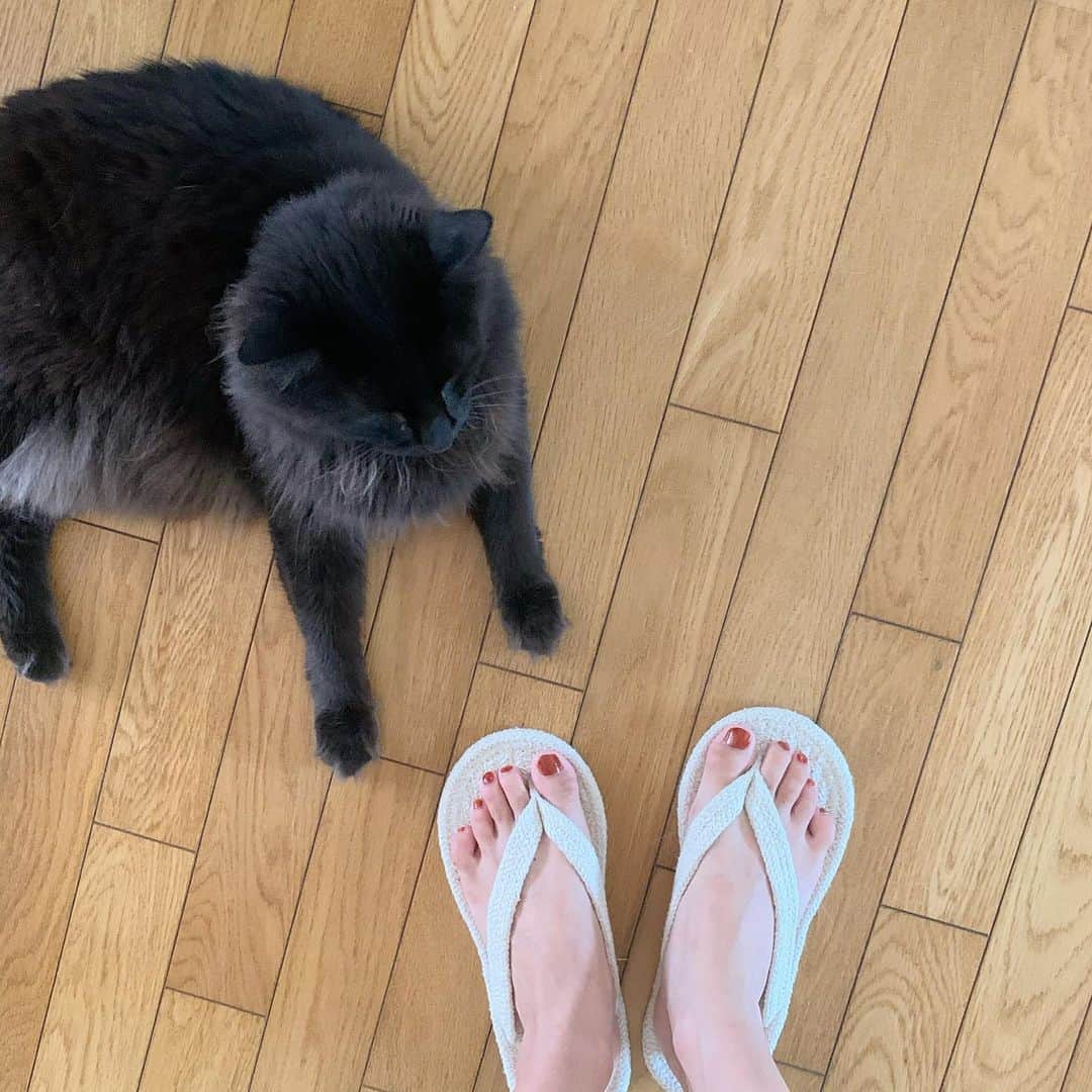 奥村真友里さんのインスタグラム写真 - (奥村真友里Instagram)「夏は家のいたるところで猫が落ちてる🐈#猫#ねこ#cat#🐈」8月2日 20時36分 - mayuri_okumura