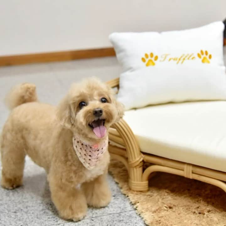 Truffle??松露?トリュフのインスタグラム
