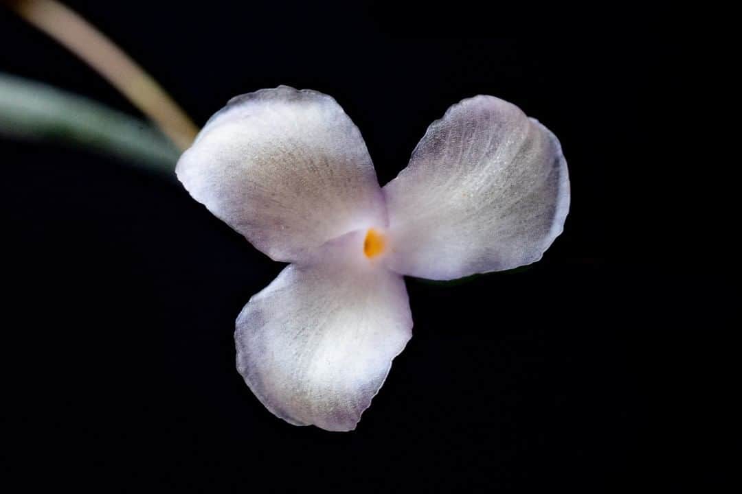 LOVEGREEN -植物と暮らしを豊かに。さんのインスタグラム写真 - (LOVEGREEN -植物と暮らしを豊かに。Instagram)「[Tillandsia capillaris No.5 ] . ティランジアの花は多種多様で、とても豪華なものもあればシンプルで地味なものもあります . 今回開花したものはどちらかといえば地味なタイプなのですが、よく見るとめちゃくちゃきれい . 淡い黄色をベースに紫が乗っている花びらは透けていて、きらきらとしています . 一見素朴、でもよく見るとめちゃくちゃきれい……これは惚れてしまいますね！！ . No.5 は流通量があまりありませんが、普通のカピラリスであれば比較的簡単に入手でき、乾燥にも強く育てやすいので初心者の方にもおすすめです . . 以上、今回はティランジアは草姿よりも花で選びがちな松本がお送りしました . #エアプランツ #エアプランツのある暮らし #エアプランツ初心者 #エアプランツの飾り方 #エアプランツ好き #エアプランツの花 #ティランジア #ティランジアが好き #ティランジアのある暮らし #植物のある暮らし #plants #tillandsia #植物」8月2日 21時00分 - lovegreen_official