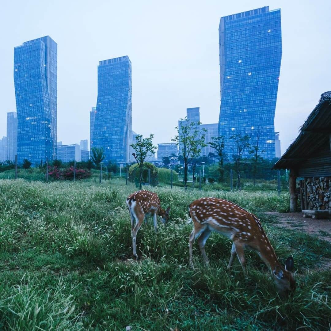 National Geographic Travelさんのインスタグラム写真 - (National Geographic TravelInstagram)「Photo by @junmichaelpark  At dawn captive deer feed on grass at a farm in Central Park, Songdo, South Korea. Songdo is a new city on the west coast of South Korea built on reclaimed land. Due to its ultramodern architecture and high-tech infrastructure, it has been dubbed a city of the future. View more photos and stories from around the world @junmichaelpark.」8月2日 21時07分 - natgeotravel