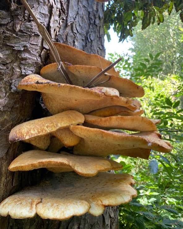 ValGarlandさんのインスタグラム写真 - (ValGarlandInstagram)「Shroom❗️ . . . #sundayfunday #sundayvibes #garden #gardenlife #mushrooms #shroom #inthegardenwithval #nature #naturelovers」8月2日 21時18分 - thevalgarland