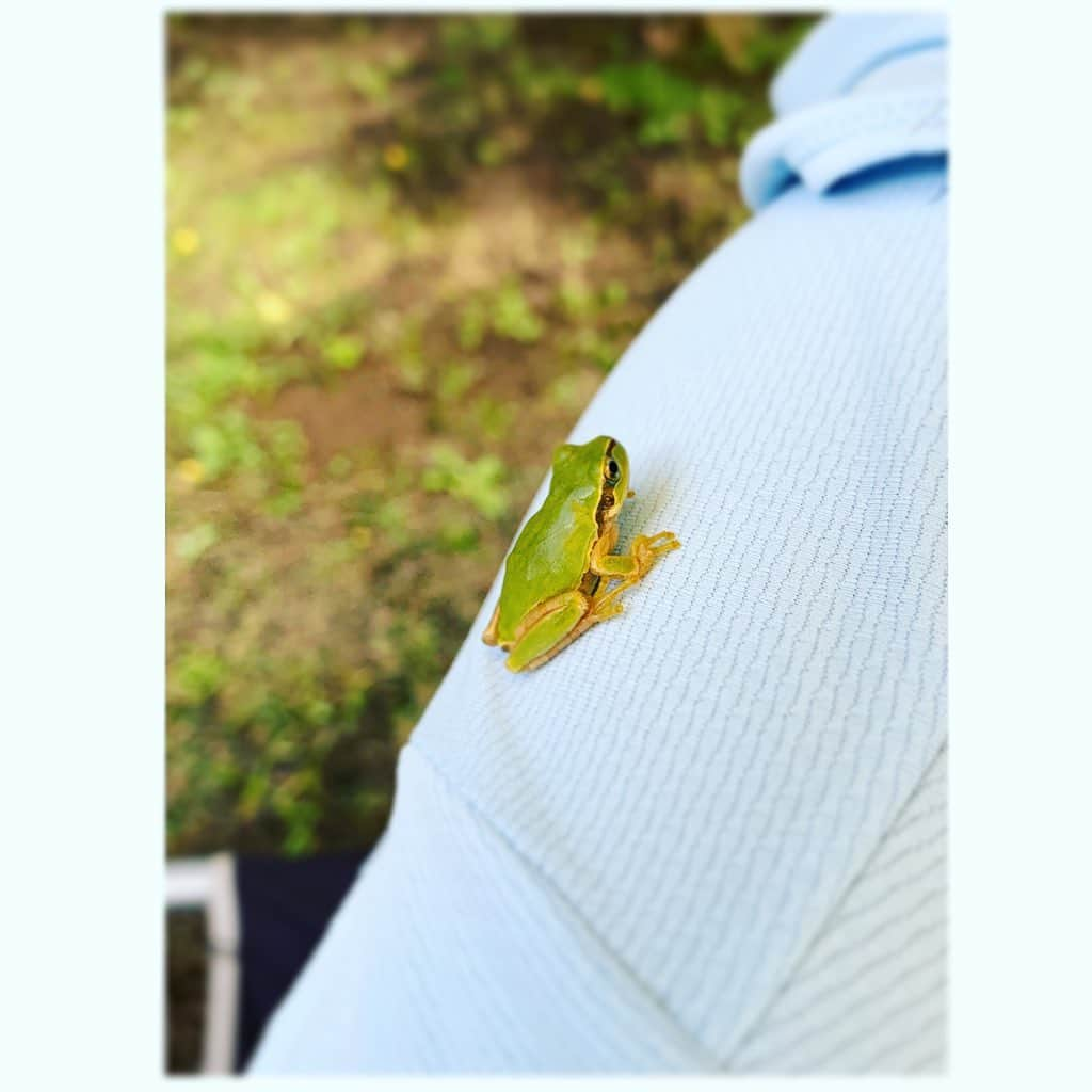 七瀬遥さんのインスタグラム写真 - (七瀬遥Instagram)「ちっちゃいから可愛い😊カエルちゃん🐸💕  #🐸#カエル#自然#可愛い#cute#happy#love#happiness#good#smile#japan」8月2日 21時29分 - haruka_mh