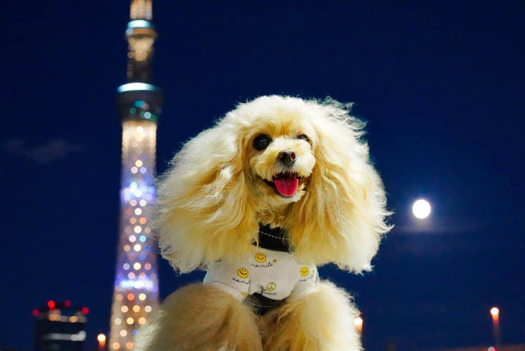 Toypoodle Mikuru?Asakusa Tokyoのインスタグラム：「20200802 Sunday. 暑中お見舞い申し上げます。 覚えてますか？みくるです😄 . 7月は慌ただしく、ストーリズばかりの投稿となってしまいました💦 . コロナのお陰でテレワークとスライドワーク、輪をかけての梅雨☔️、お散歩時間も定まらずでしたが、8月に入ってやっと梅雨も明けて、お散歩ライフも復活です💪🏻 . 不定期になりがちですが、8月もよろしくお願いしますッ😆 . #暑中お見舞い申し上げます #tokyoskytree #満月 ではない . 今回絞りF8.0で撮影してみました。 スカイツリーあまりボケないようにと試みたが うーん🤔」