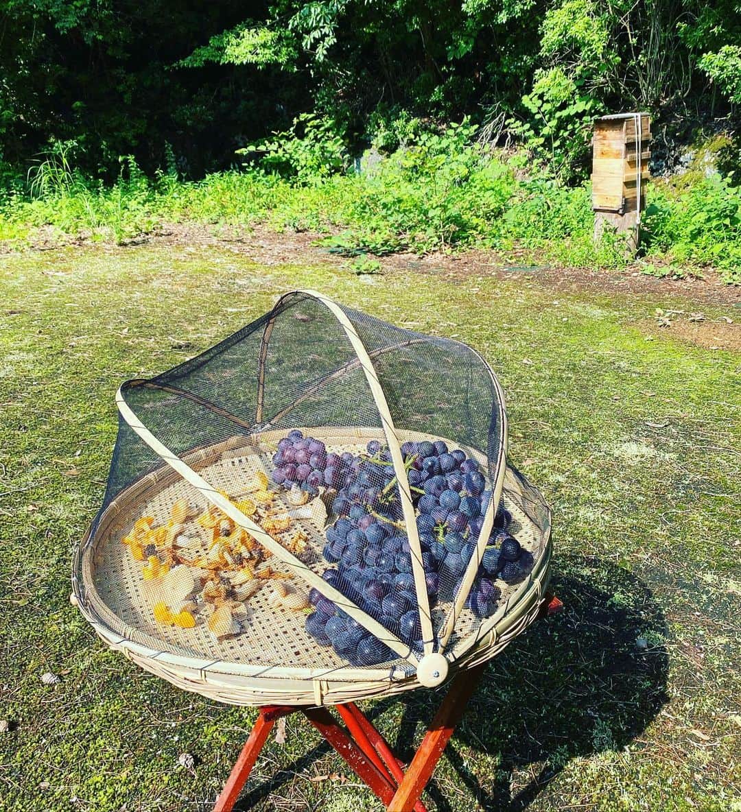 岡田美里さんのインスタグラム写真 - (岡田美里Instagram)「ピオーネを干しぶどうにしたら美味しそう🍇と思い、きのこと一緒に干しています。  蜂🐝はぶどうも大好きだから蜂が寄らないように網付きの平籠に。 こんな平籠が売っていることが嬉しい。 #干しぶどう #蜂 #蜂蜜 #きのこ  #満月がもうすぐ」8月3日 8時42分 - millieokada