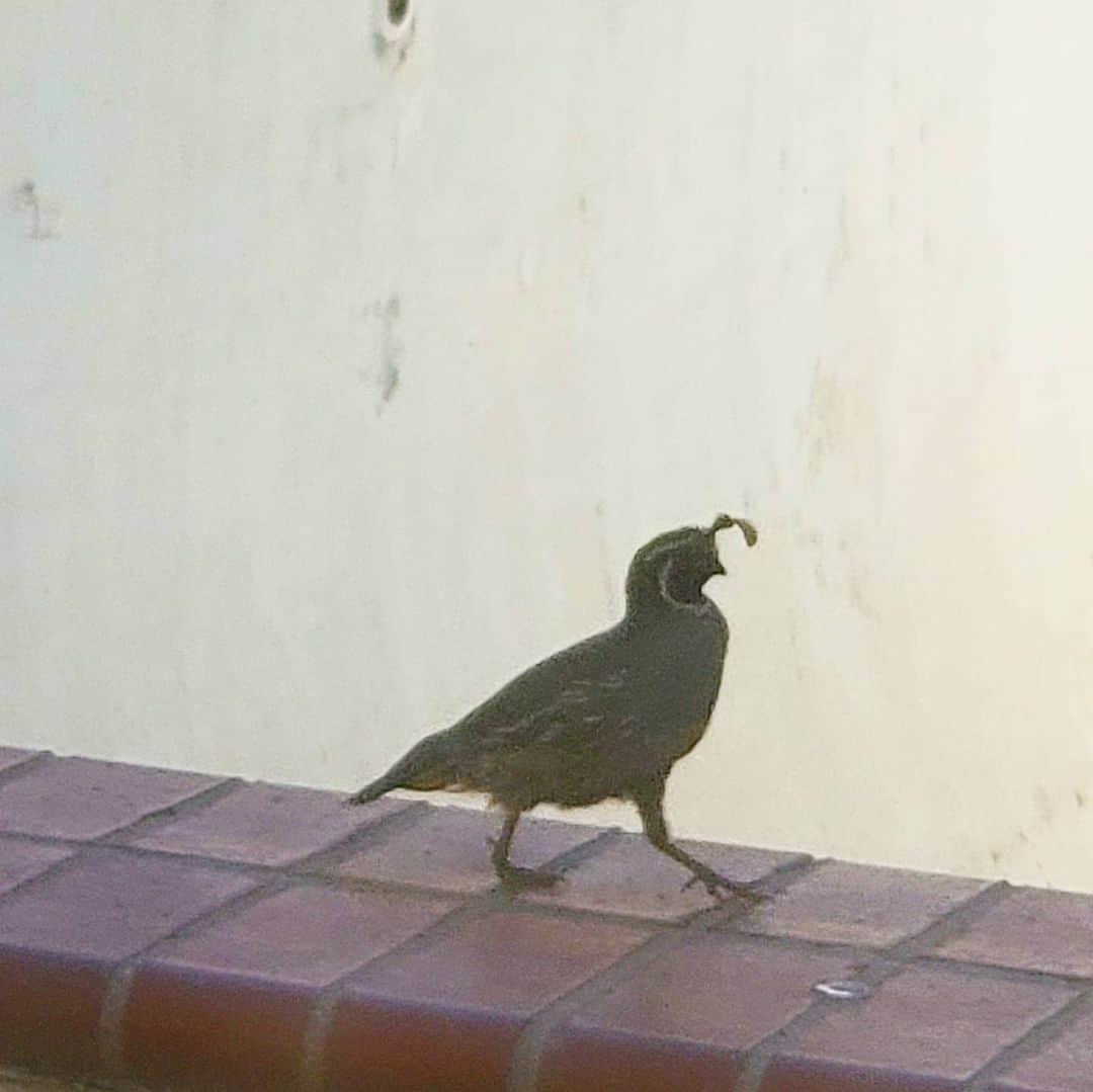 ガソリングラマーさんのインスタグラム写真 - (ガソリングラマーInstagram)「Did you know that California has a quail? This little dude took a strut around the pool yesterday 😊 #quail #californiaquail #valleyquail #BIRDS #shadowhills  The California quail (Callipepla californica), also known as the California valley quail or valley quail, is a small ground-dwelling bird in the New World quail family. These birds have a curving crest or plume, made of six feathers, that droops forward: black in males and brown in females; the flanks are brown with white streaks. Males have a dark brown cap and a black face with a brown back, a grey-blue chest and a light brown belly. Females and immature birds are mainly grey-brown with a light-colored belly. Their closest relative is Gambel's quail which has a more southerly distribution and, a longer crest at 2.5 in (6.4 cm), a brighter head and a scalier appearance. The two species separated about 1–2 million years ago, during the Late Pliocene or Early Pleistocene.[2] It is the state bird of California.」8月3日 7時16分 - gasolineglamour