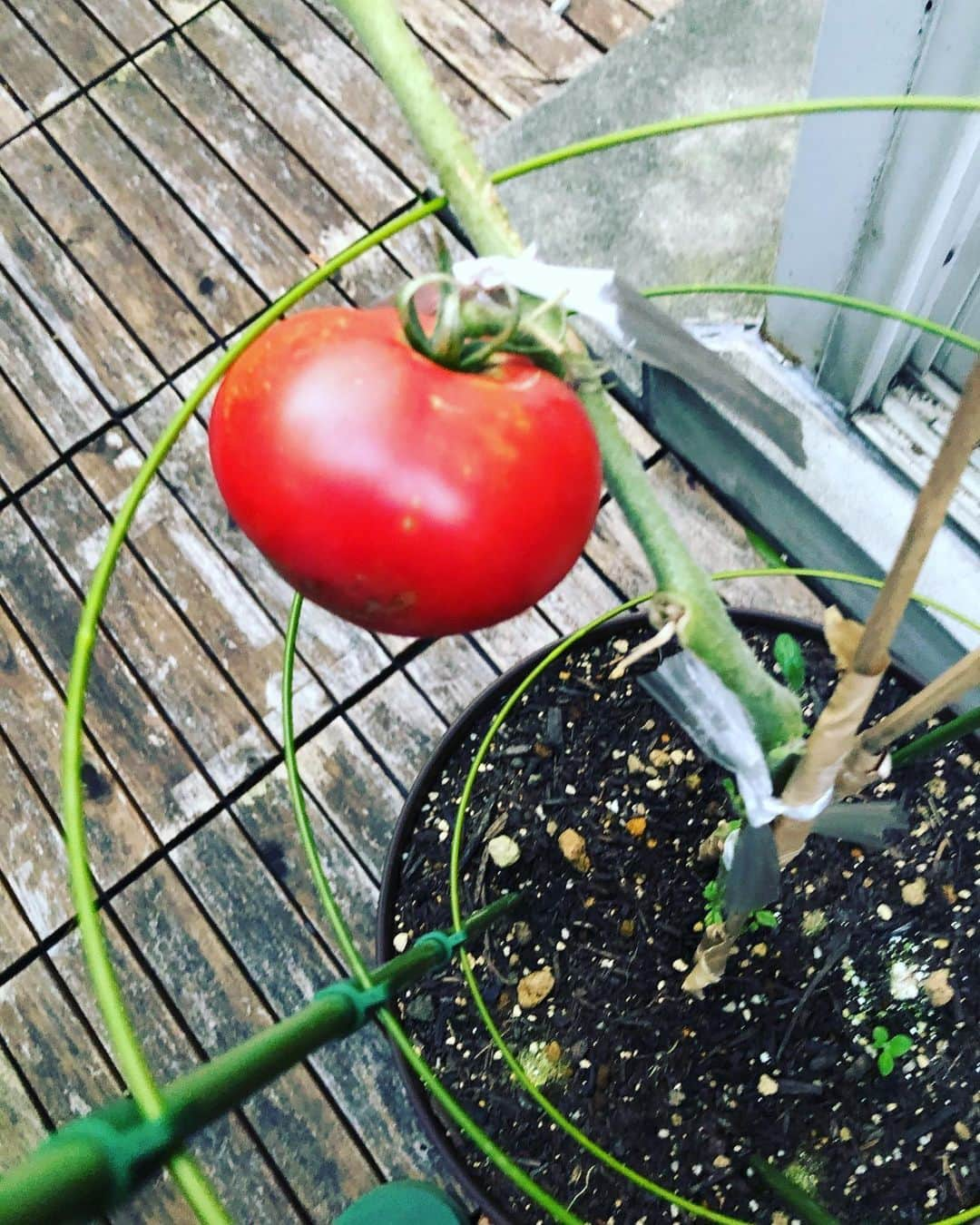 竹下玲奈さんのインスタグラム写真 - (竹下玲奈Instagram)「約2ヶ月育てたトマトさん🍅 はい✋一個だけなりました…何故か ん〜〜なんでかは色々教えてもらいました…😭次は知識と努力と愛情たっぷりこで一個以上実がなる様にしたい(´༎ຶོρ༎ຶོ`) 皆さんの見てるといっぱい実がなってたんだなー(´༎ຶོρ༎ຶོ`)彼女は喜んでたから まっ良しとするか私…hahahaha #トマト栽培」8月3日 7時25分 - renatakeshita