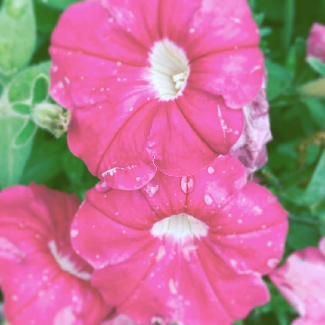 中野敬久さんのインスタグラム写真 - (中野敬久Instagram)「#flowers #flowersoflife #red #hope #wet #neighborhood」8月3日 7時29分 - hirohisanakano