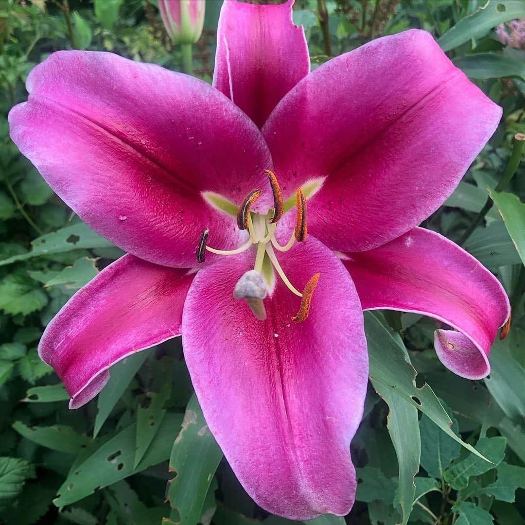 マーサ・スチュワートさんのインスタグラム写真 - (マーサ・スチュワートInstagram)「Step into the magical valley of @marthastewart48’s lily garden. 🌸 #regram via @ryanmccallister1」8月3日 8時11分 - marthastewart