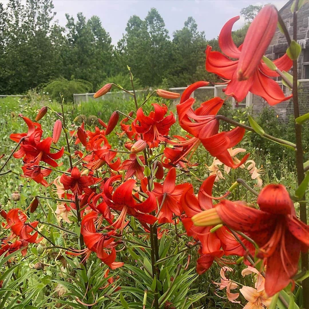 マーサ・スチュワートさんのインスタグラム写真 - (マーサ・スチュワートInstagram)「Step into the magical valley of @marthastewart48’s lily garden. 🌸 #regram via @ryanmccallister1」8月3日 8時11分 - marthastewart