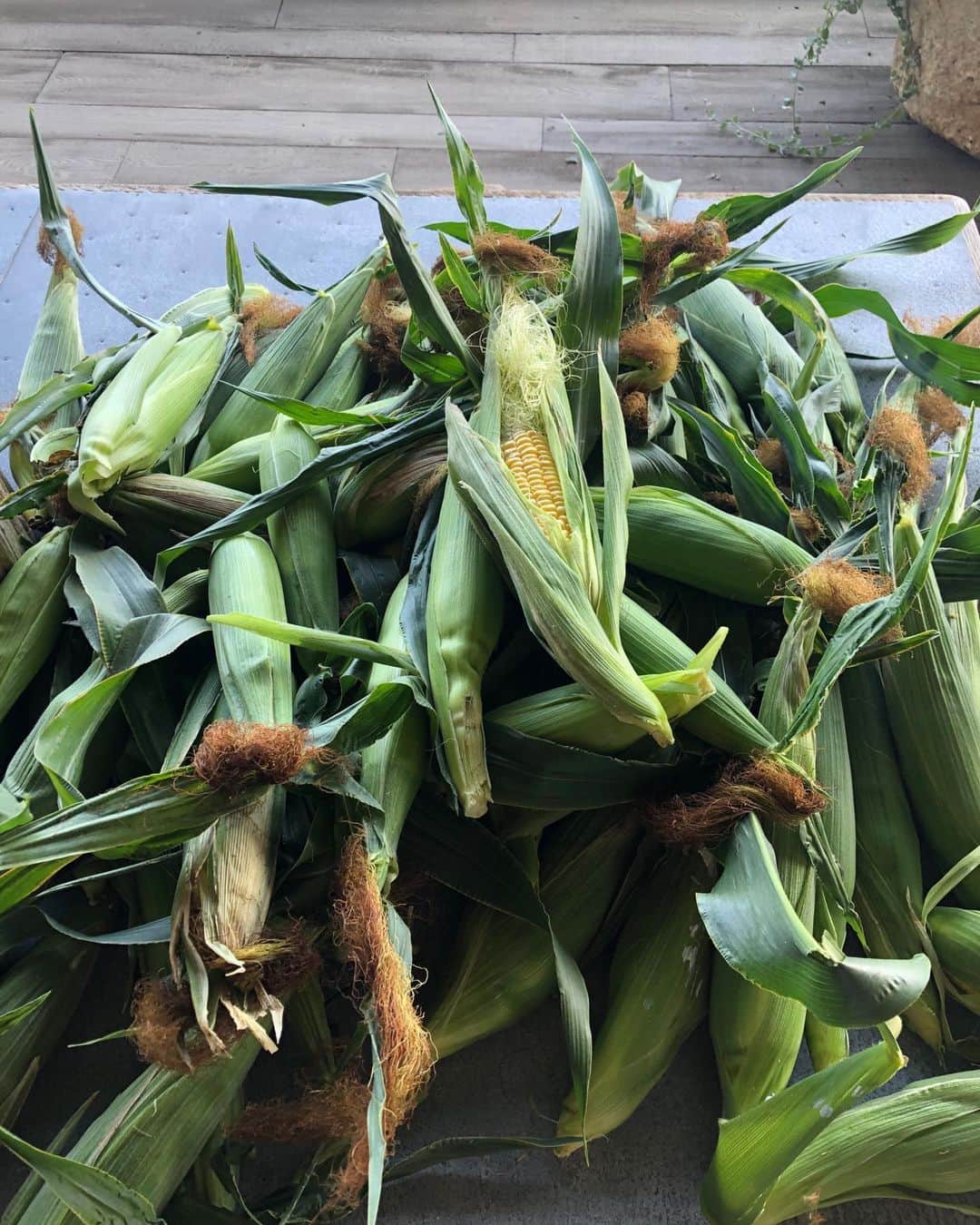 アシュトン・カッチャーのインスタグラム：「LA corn harvest. You can take the boy out of Iowa but... #backyard #organic」