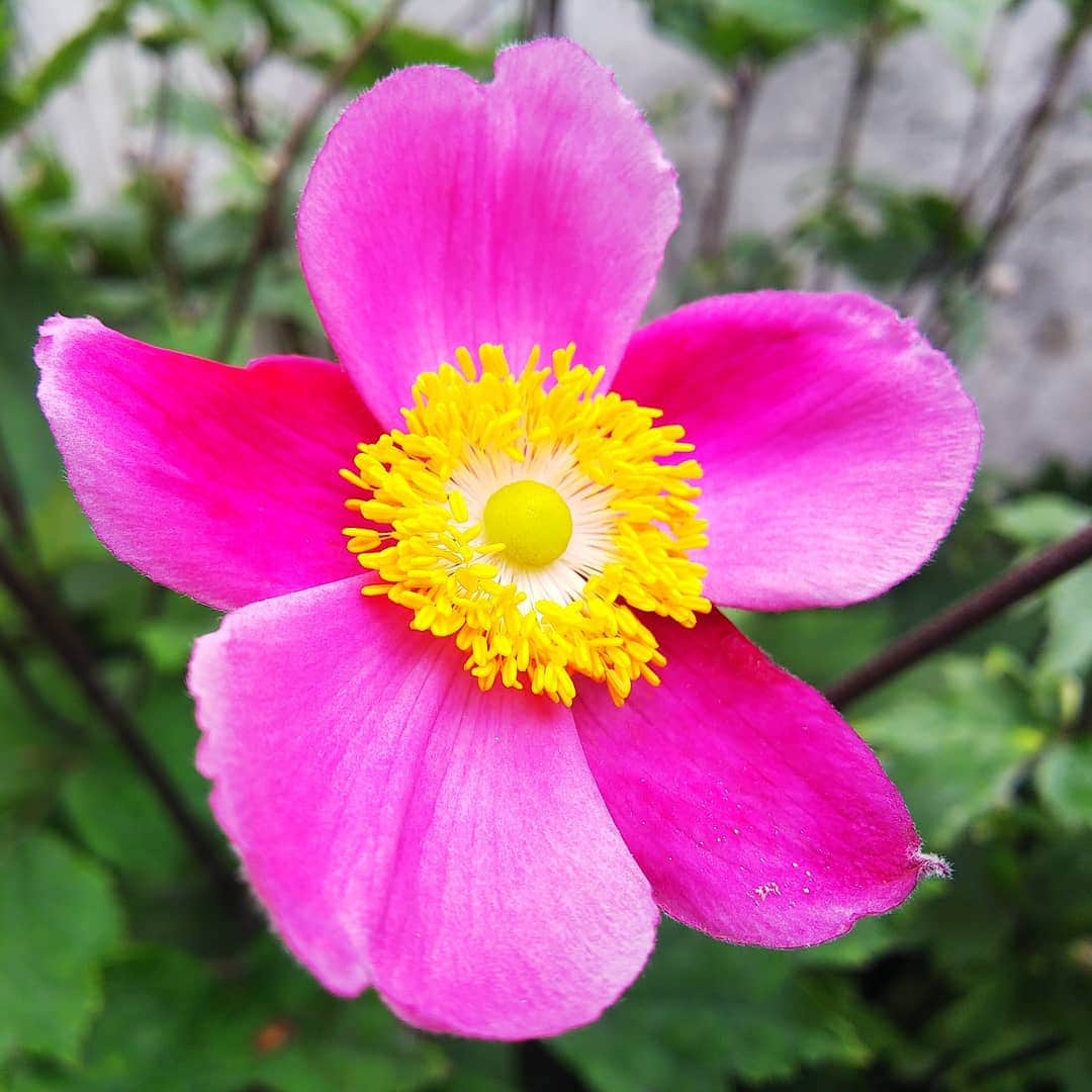 みながわゆみさんのインスタグラム写真 - (みながわゆみInstagram)「#シュウメイギク #しゅうめいぎく #秋明菊 #蕾 #蕾がいっぱい #ピンク #きれい #かわいい #はなまっぷ #花まっぷ #花の写真 #花写真 #花撮り #花好きな人 #花好きな人と繋がりたい #写真好き #写真好きな人と繋がりたい」8月3日 8時23分 - nama.09.19