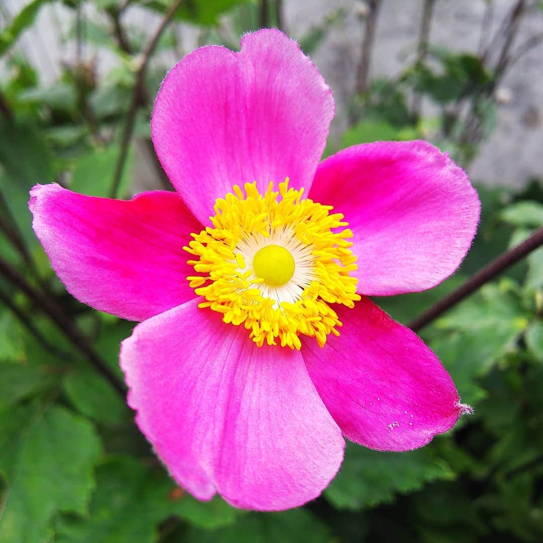 みながわゆみさんのインスタグラム写真 - (みながわゆみInstagram)「#シュウメイギク #しゅうめいぎく #秋明菊 #蕾 #蕾がいっぱい #ピンク #きれい #かわいい #はなまっぷ #花まっぷ #花の写真 #花写真 #花撮り #花好きな人 #花好きな人と繋がりたい #写真好き #写真好きな人と繋がりたい」8月3日 8時23分 - nama.09.19
