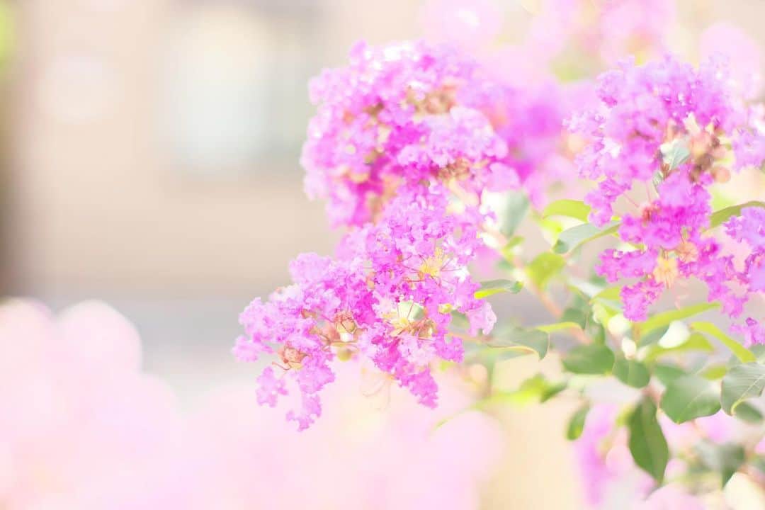 kiccyomuのインスタグラム：「☀️ 2020.08.03 Mon 梅雨明け☀️ 急に夏が来ましたネ〜💦 花火のような夏の花… #サルスベリ もあちこち咲いてます😊 #心に花を  月曜日…今日も元気に🤗  location #千葉 📷撮影 2020年08月02日 #オールドレンズ 📷 Minolta」