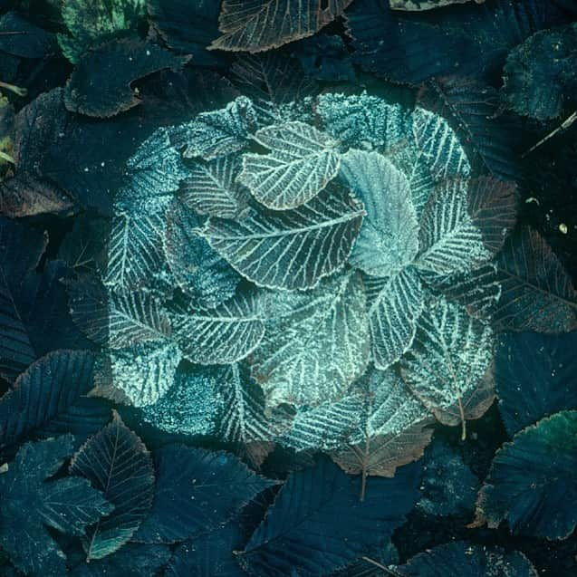 ブルックグレグソンさんのインスタグラム写真 - (ブルックグレグソンInstagram)「Leaves 🍃 through the eyes of Andy Goldsworthy. #riversandtides #2003 #andygoldsworthy #leaves」8月3日 8時29分 - brookegregson