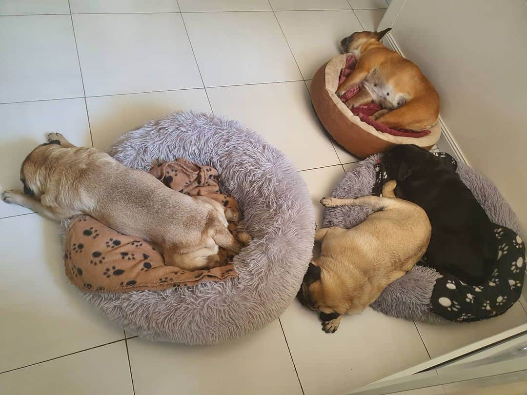 Nikitaのインスタグラム：「Pug nikita# feliz 😏 siesta 😏 💕 😊」