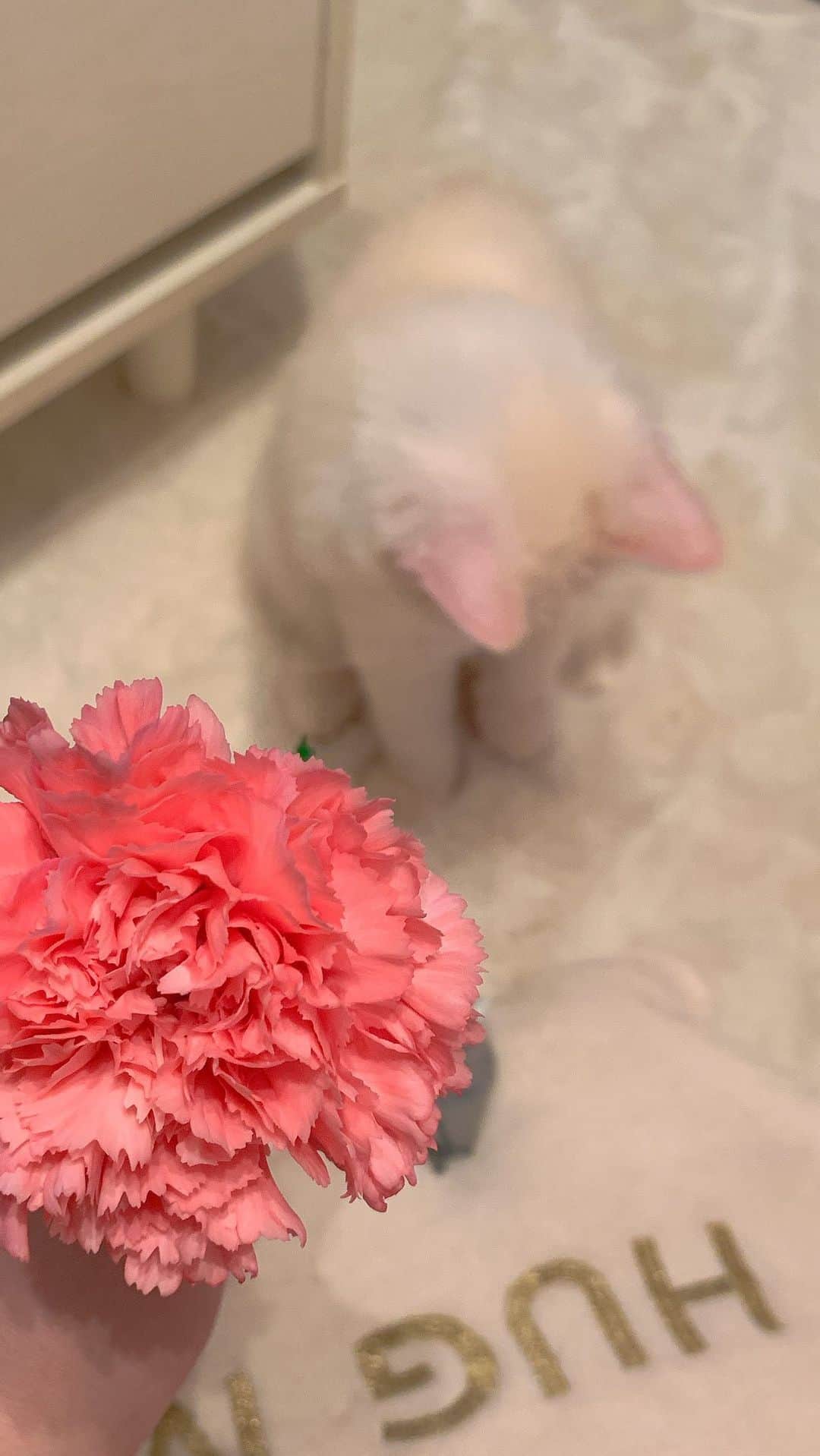のインスタグラム