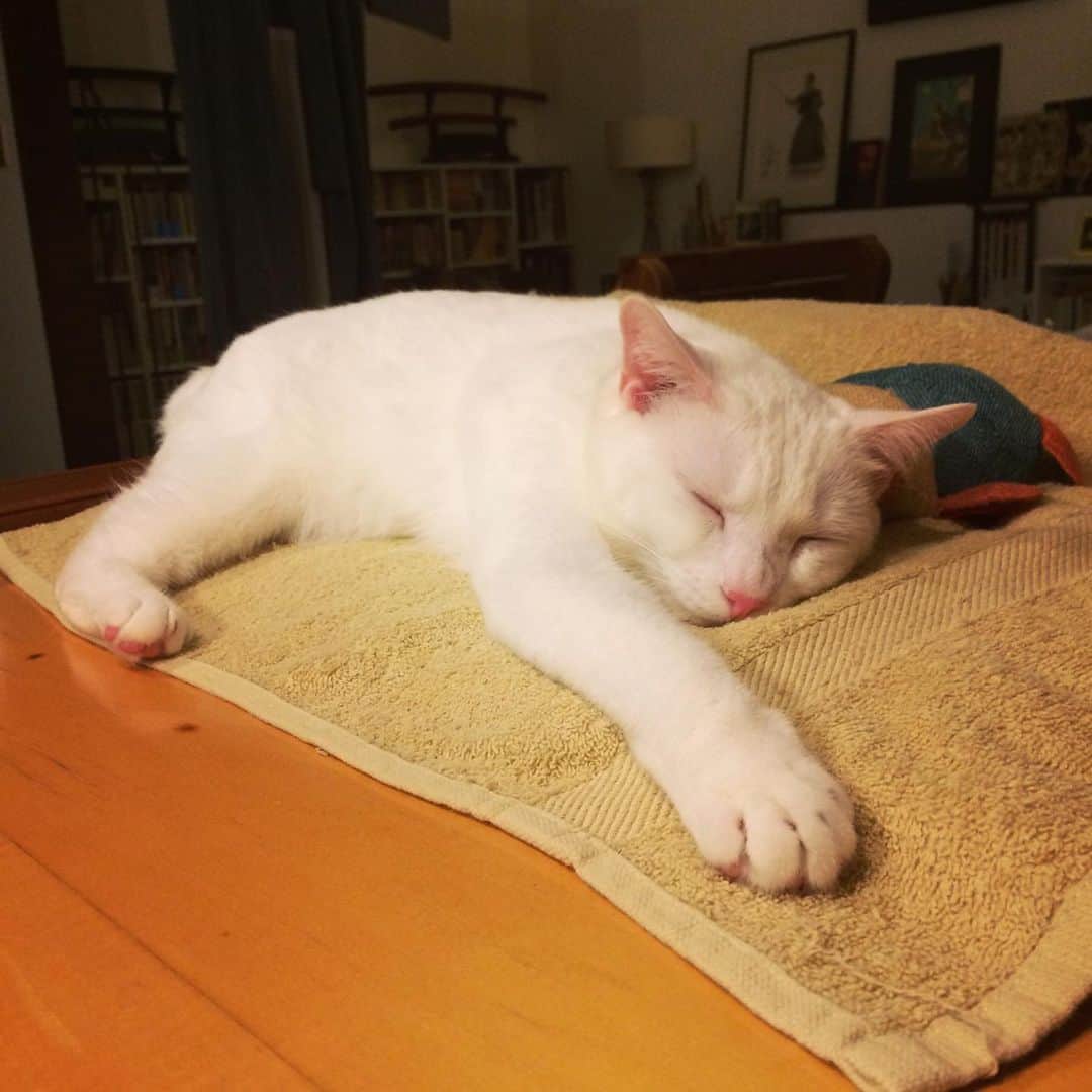 岡田屋鉄蔵のインスタグラム：「なんかいえのなかがみょうなふんいきなんだよな。ぐう」